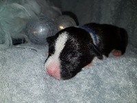 De L'Ame De Haka - American Staffordshire Terrier - Portée née le 30/09/2017