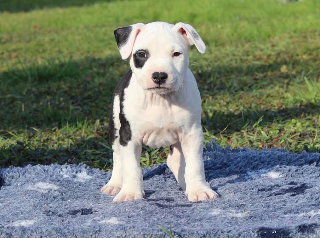 De L'Ame De Haka - American Staffordshire Terrier - Portée née le 10/01/2025