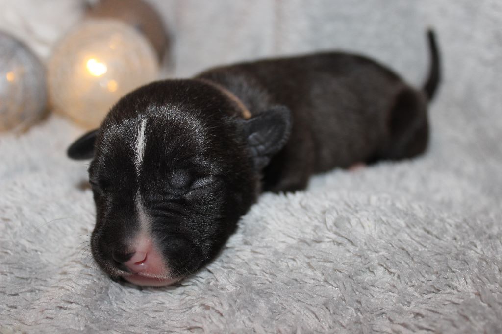 De L'Ame De Haka - American Staffordshire Terrier - Portée née le 30/09/2017