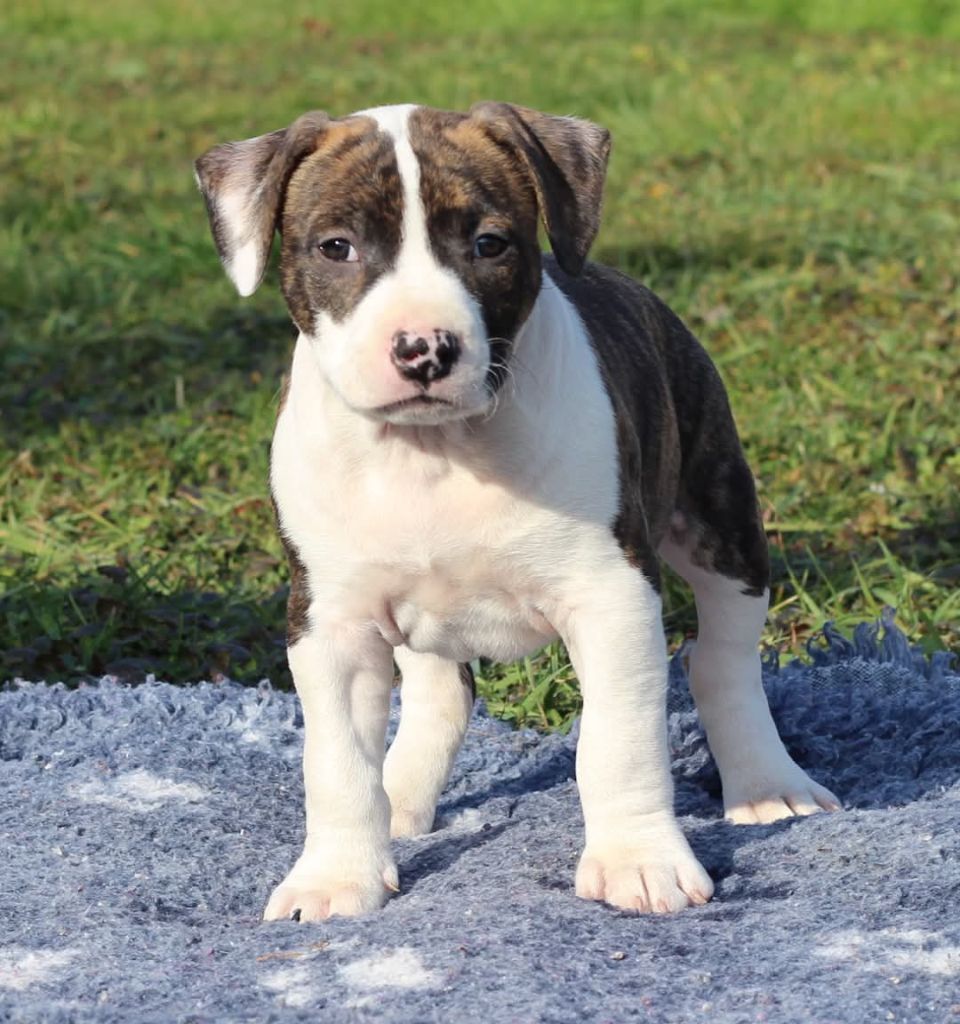 De L'Ame De Haka - Chiots disponibles - American Staffordshire Terrier