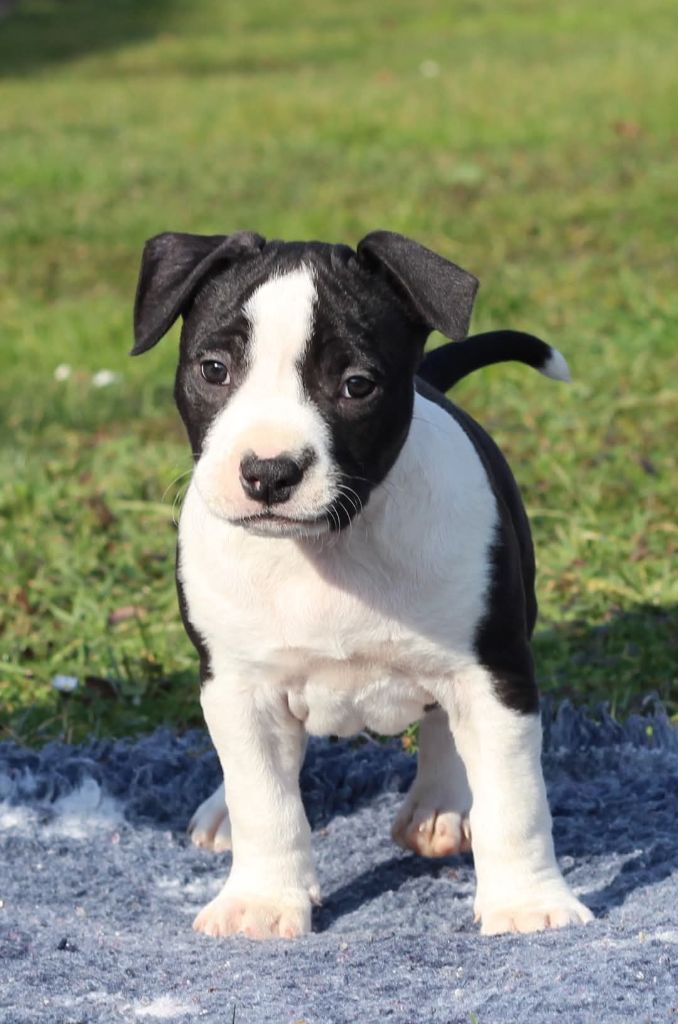 De L'Ame De Haka - Chiots disponibles - American Staffordshire Terrier