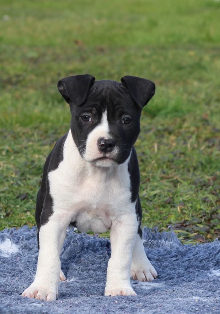 De L'Ame De Haka - Chiots disponibles - American Staffordshire Terrier