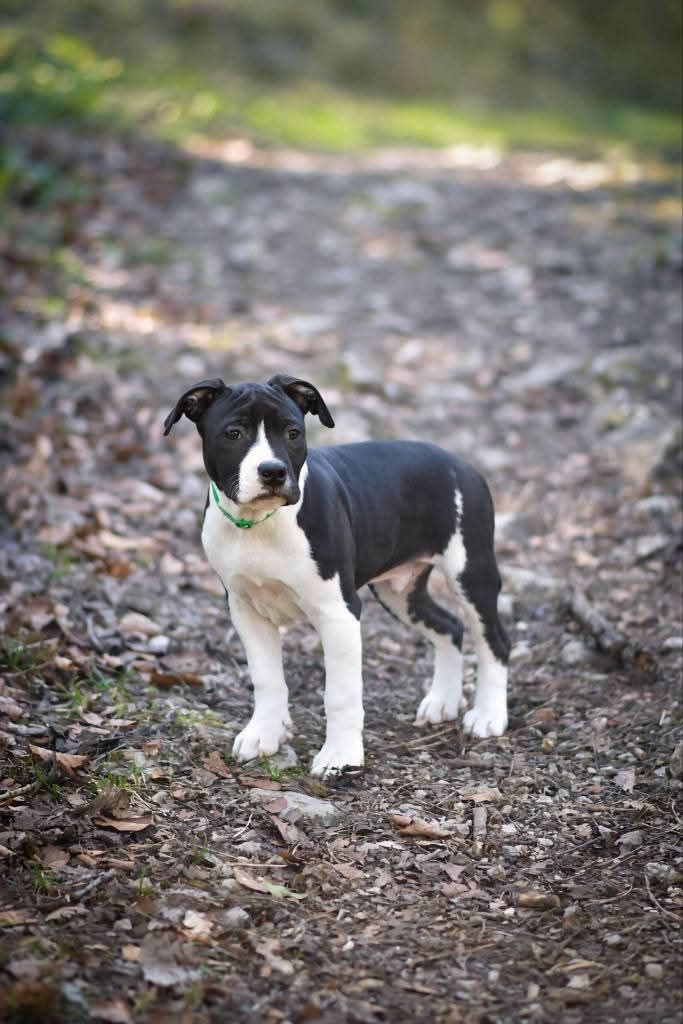 De L'Ame De Haka - Chiots disponibles - American Staffordshire Terrier