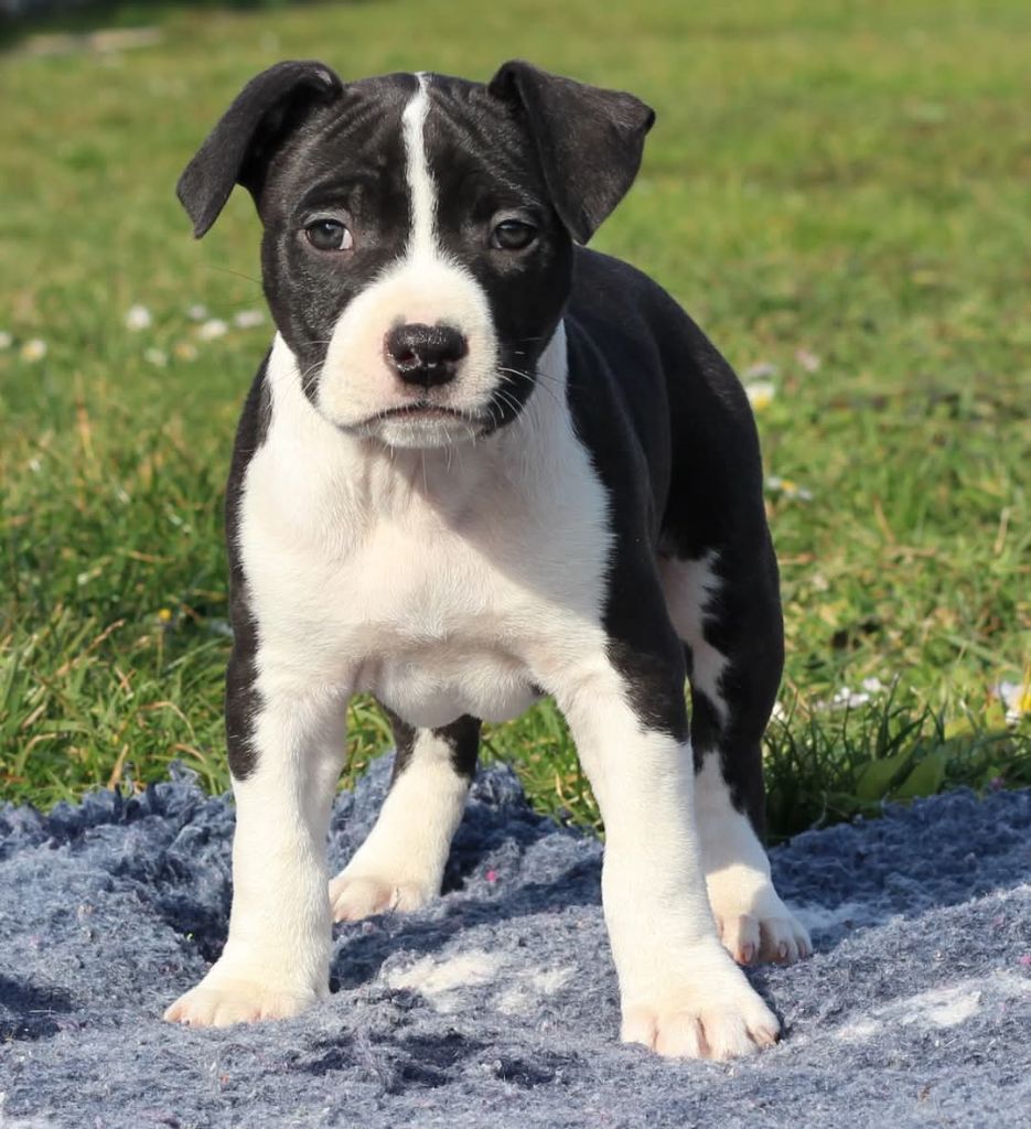 De L'Ame De Haka - Chiots disponibles - American Staffordshire Terrier