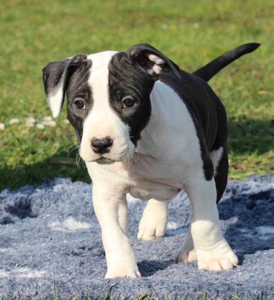 De L'Ame De Haka - Chiots disponibles - American Staffordshire Terrier